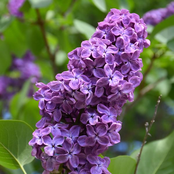 Lilac Pocahontas - 3c