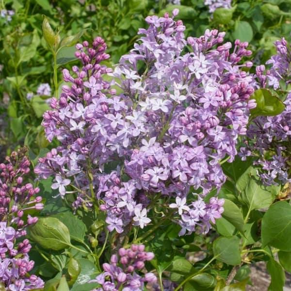 Lilac New Age Lavender - 3c