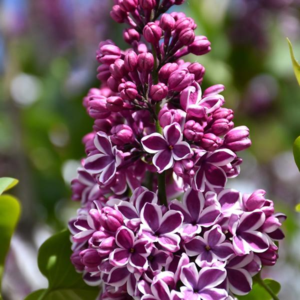 Lilac Sensation - 3c