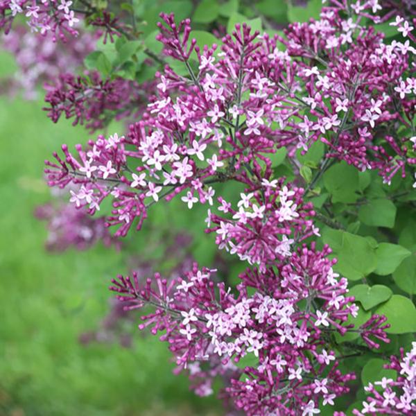 Lilac Reblooming Dark Purple (Proven Winners®) - 3c