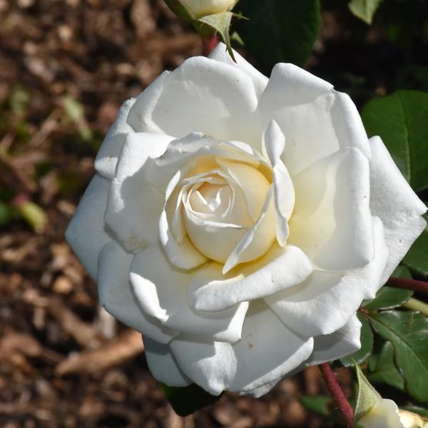 Climber Rose - Cloud 10