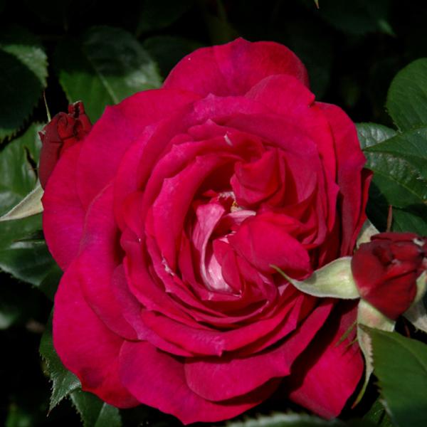Grandiflora Rose - Wild Blue Yonder