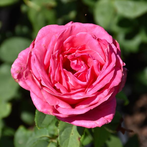 Hybrid Tea Rose - Perfume Delight