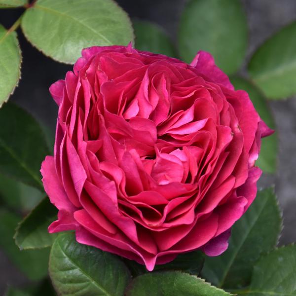 Hybrid Tea Rose - Voodoo