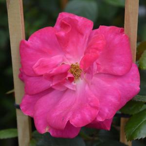 Climber Rose - Highwire Flyer