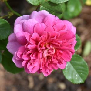 Climber Rose - Zephirine Drouhin