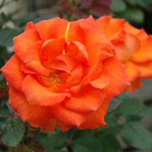 Floribunda Rose - Gingersnap