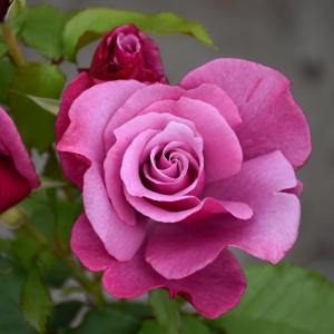 Hybrid Tea Rose - Barbra Streisand