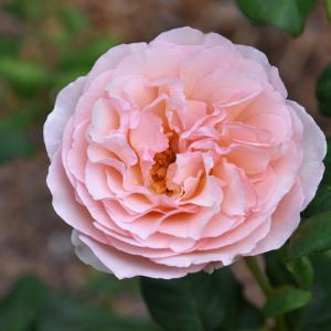 Hybrid Tea Rose - Charlene De Monaco