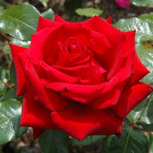Hybrid Tea Rose - Ingrid Bergman