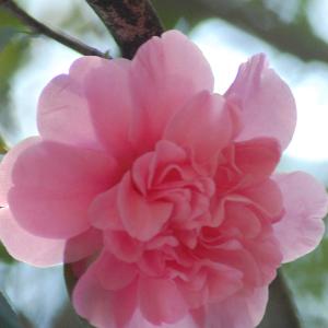 Hybrid Tea Rose - Kings Ransom