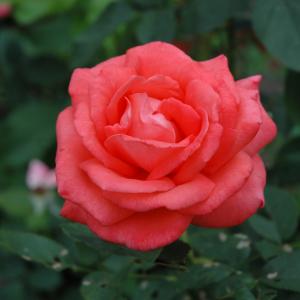 Hybrid Tea Rose - Tropicana