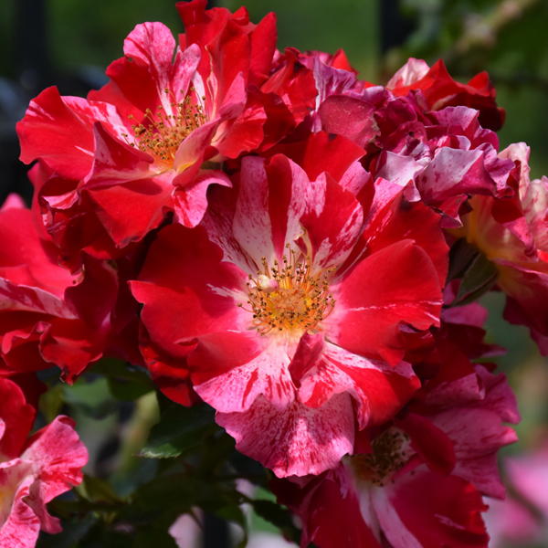 Climbing Roses