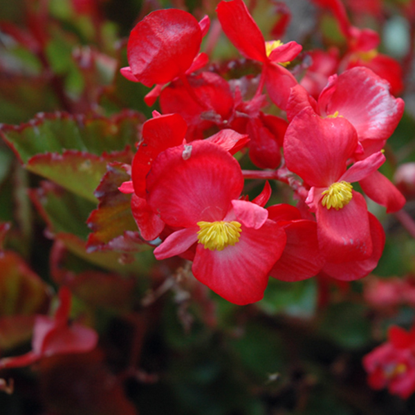 Begonia - 4.5in