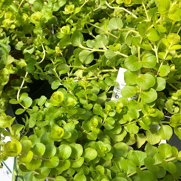 Creeping Jenny - 4.5in