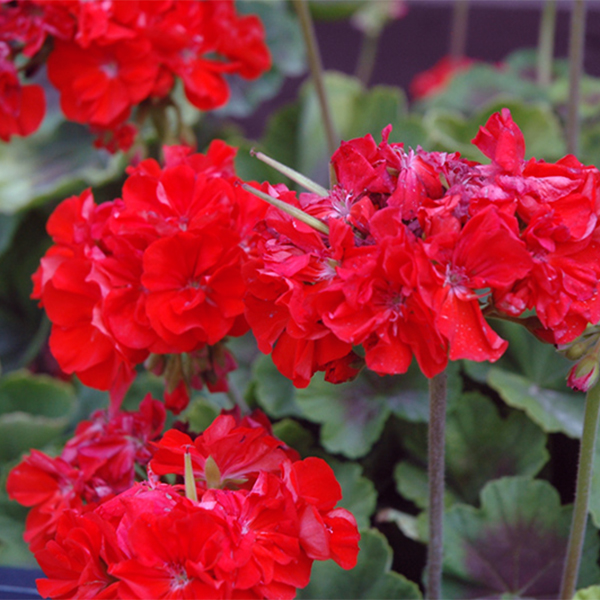 Geranium - 4.5in