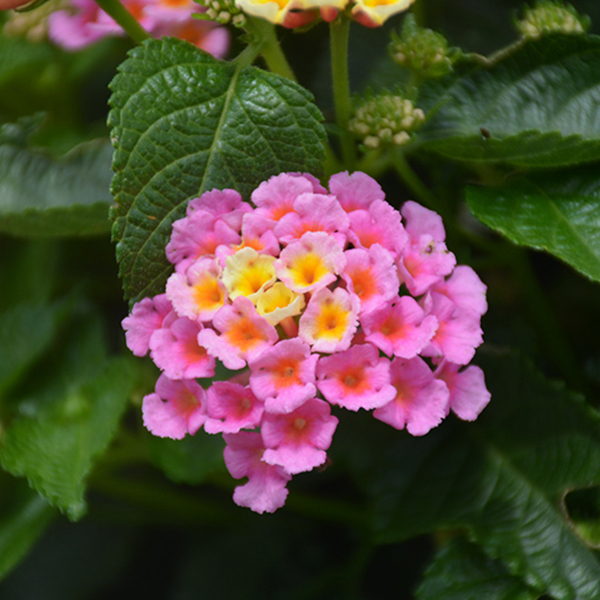 Lantana - 4.5in