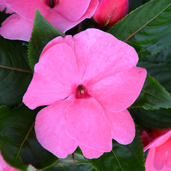 New Guinea Impatiens - 4.5in