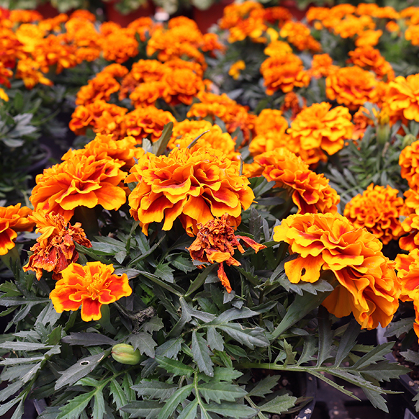 Marigold - 6in