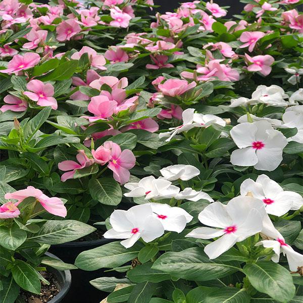 Vinca - 6in