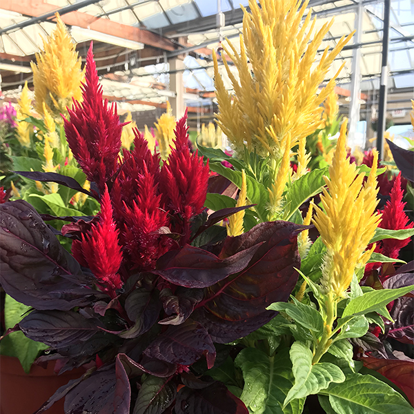 Celosia - 6in