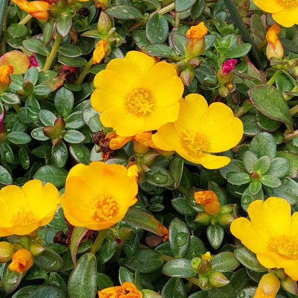 Portulaca - 6in