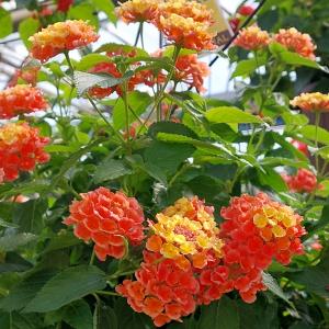 Lantana - 8in