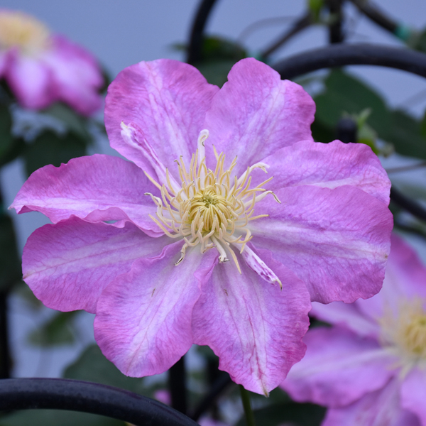 Clematis Asao - 2c