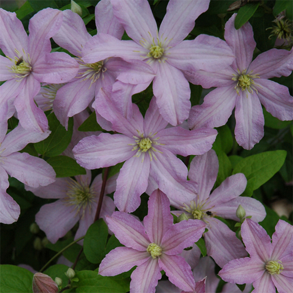 Clematis Contesse De Bouchard - 1c