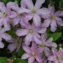 Clematis Contesse De Bouchard - 1c