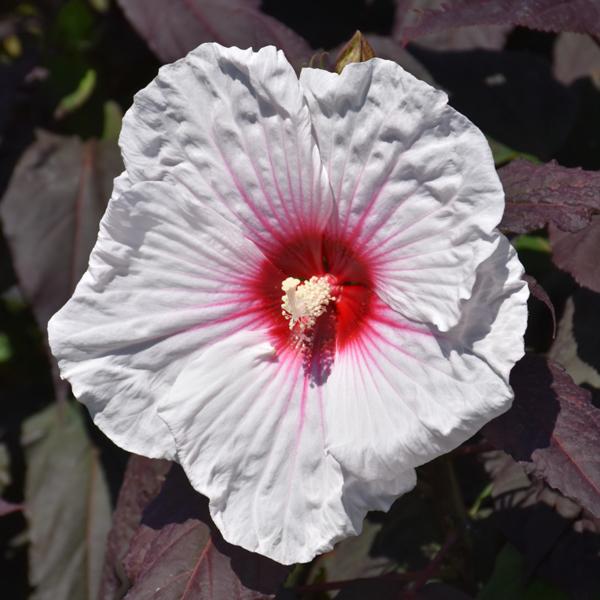 Hardy Hibiscus Dark Mystery - Blush White - 2c