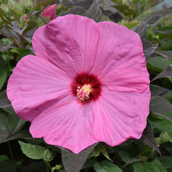 Hardy Hibiscus Head Over Heels® Adore - Blush White - 2c