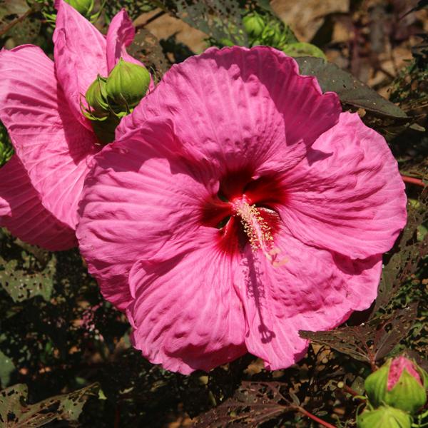 Hardy Hibiscus Head Over Heels® Passion - Blush White - 2c