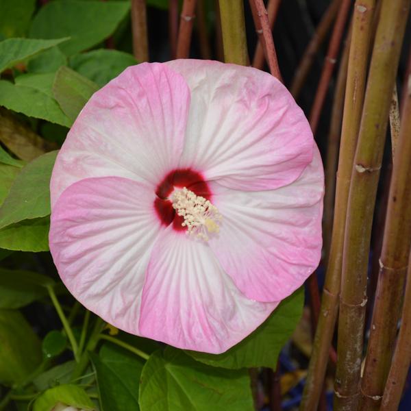 Hardy Hibiscus Luna Pink Swirl - 1c