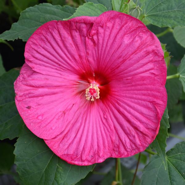Hibiscus Luna Rose - 1c