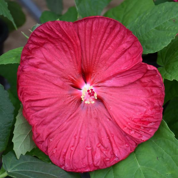 Hibiscus Luna Red - 1c