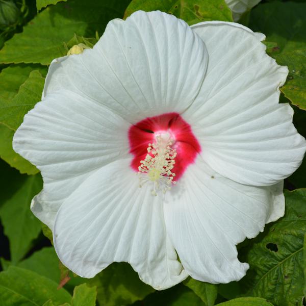 Hardy Hibiscus Luna White - 1c