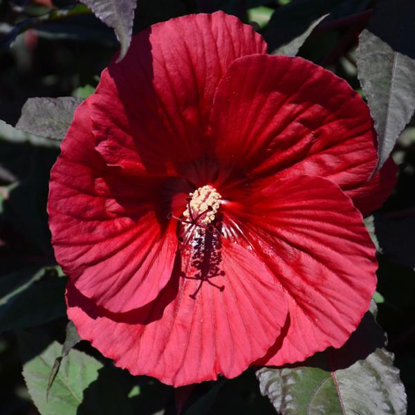 Hardy Hibiscus Midnight Marvel - Red - 2c