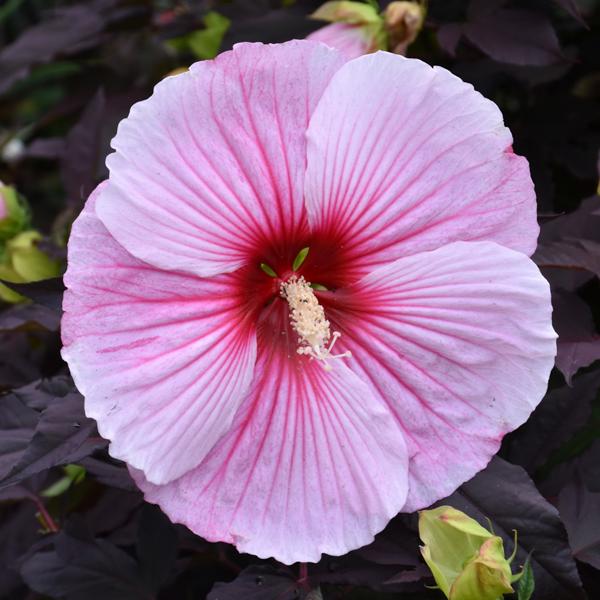Hardy Hibiscus Starry Starry Night - White/Pink - 2c