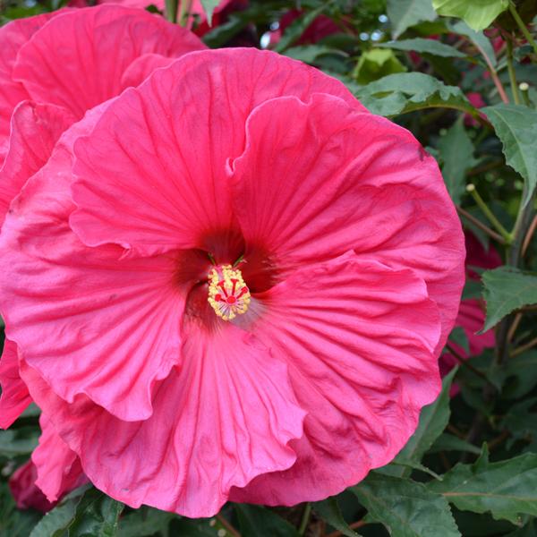 Hardy Hibiscus Summer In Paradise - Red - 2c