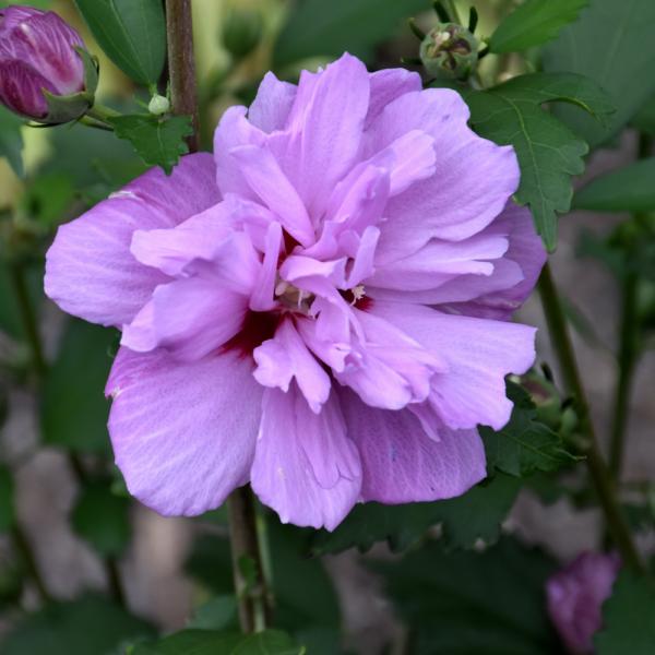 Rose Of Sharon Ardens - Double Purple - 3c