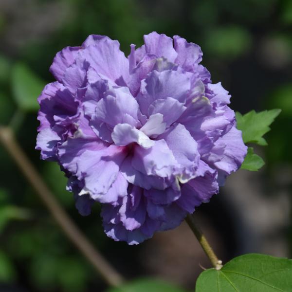 Rose Of Sharon Blueberry Smoothie PT - 7c