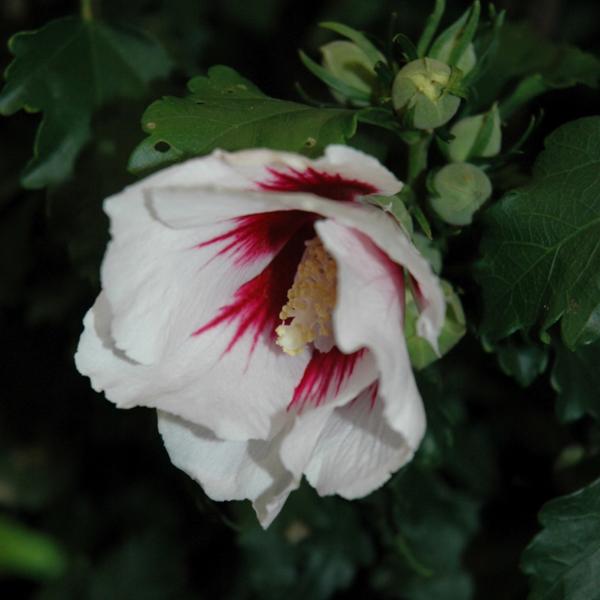 Rose Of Sharon Helene - White - 3c