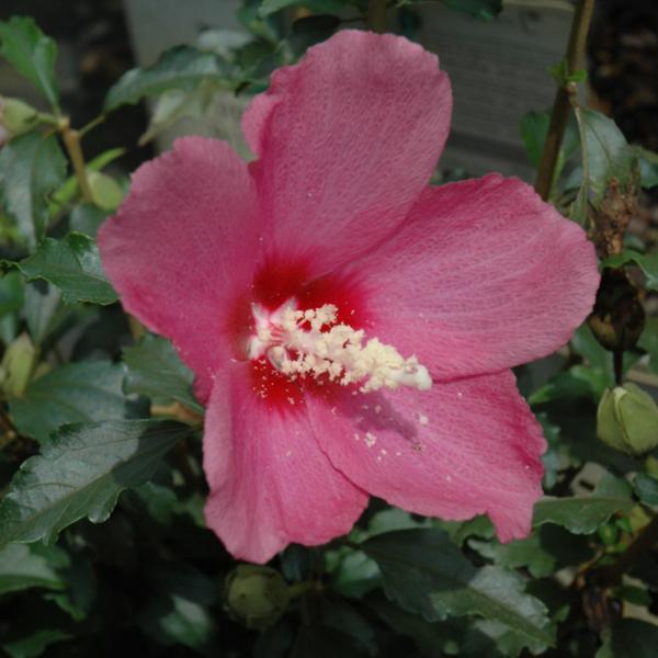 Rose Of Sharon Lil Kim Red - Red - 3c