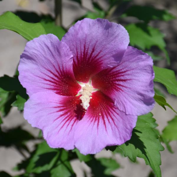 Rose Of Sharon Purple Pillar - Double Pink - 3c