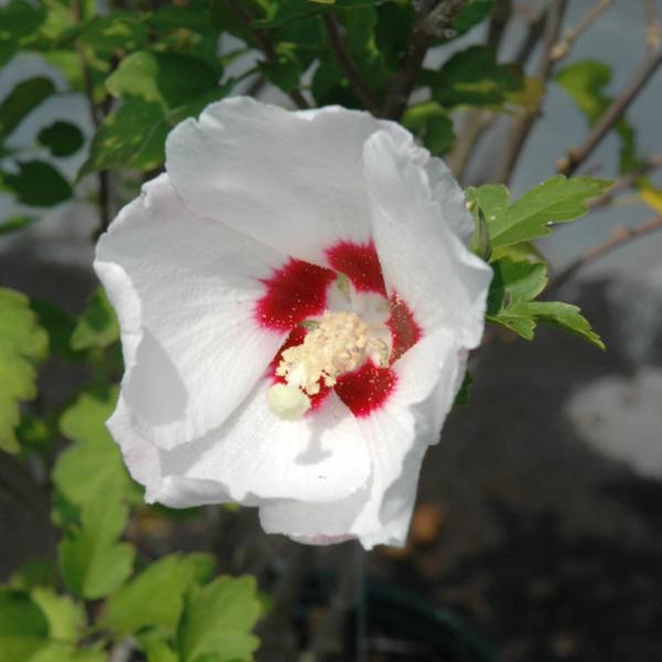 Rose Of Sharon Red Heart - 3c