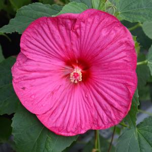 Hibiscus Luna Rose - 1c