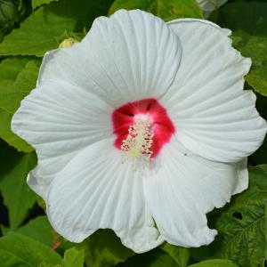 Hardy Hibiscus Luna White - 1c