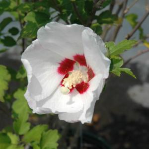 Rose Of Sharon Red Heart - 3c