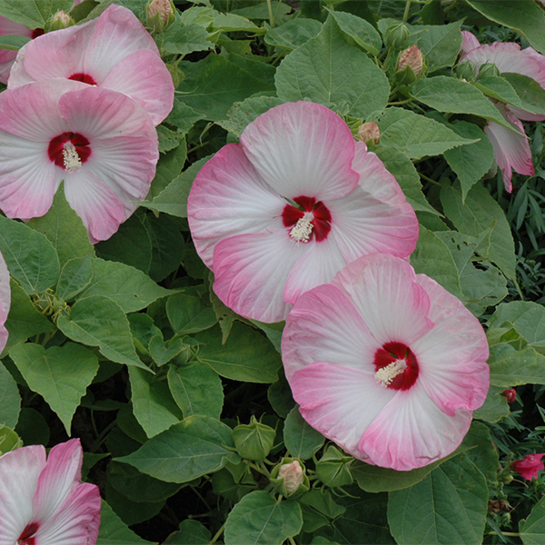 Hardy Hibiscus